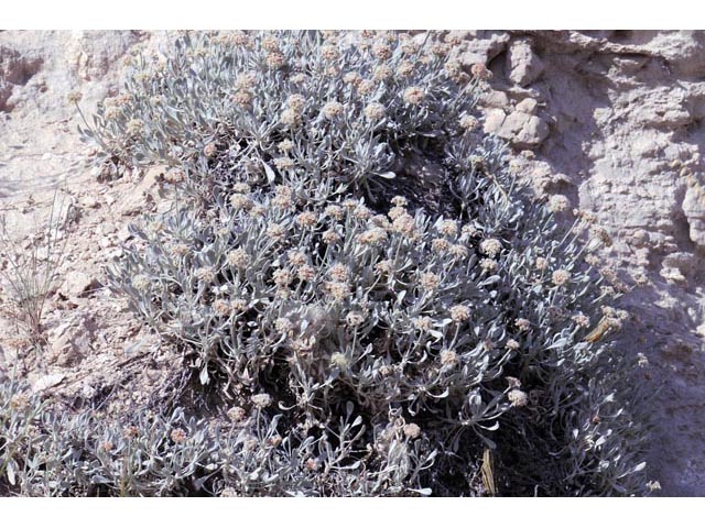 Eriogonum pauciflorum (Fewflower buckwheat) #53946
