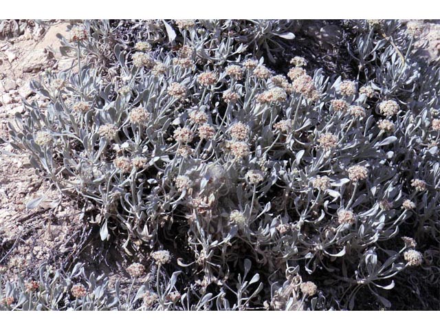 Eriogonum pauciflorum (Fewflower buckwheat) #53947