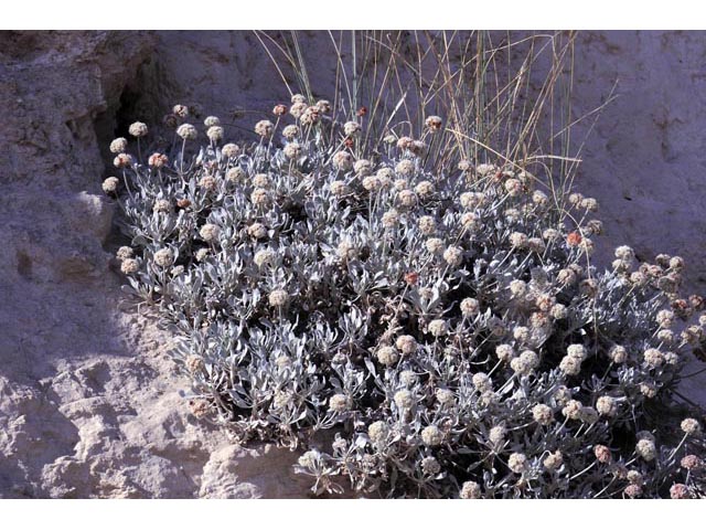 Eriogonum pauciflorum (Fewflower buckwheat) #53950