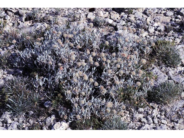 Eriogonum pauciflorum (Fewflower buckwheat) #53952