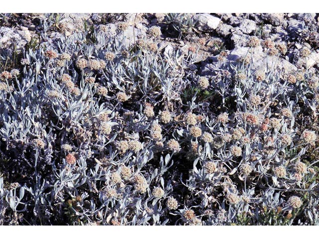 Eriogonum pauciflorum (Fewflower buckwheat) #53953