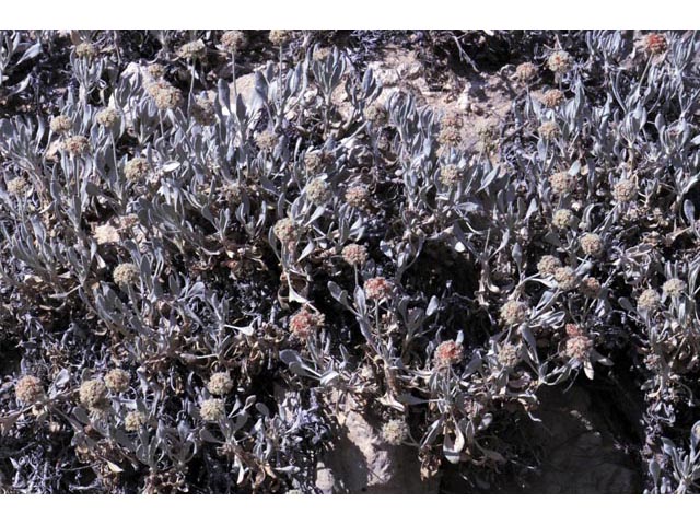 Eriogonum pauciflorum (Fewflower buckwheat) #53955