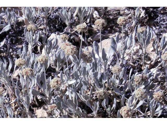 Eriogonum pauciflorum (Fewflower buckwheat) #53956