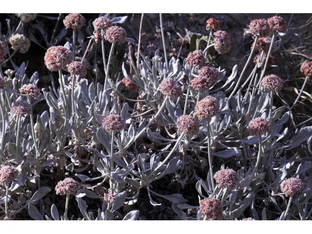 Eriogonum pauciflorum (Fewflower buckwheat) #53957