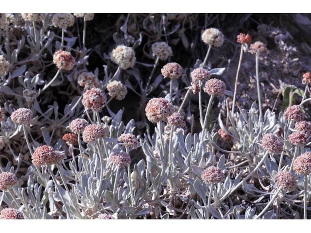Eriogonum pauciflorum (Fewflower buckwheat) #53960