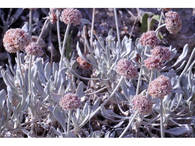Eriogonum pauciflorum (Fewflower buckwheat) #53961