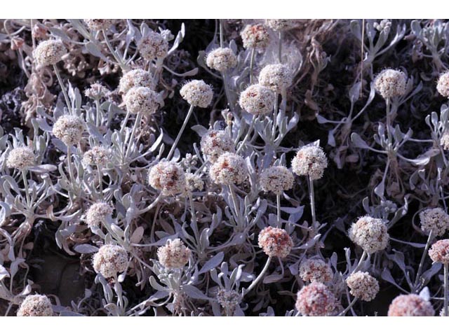 Eriogonum pauciflorum (Fewflower buckwheat) #53962