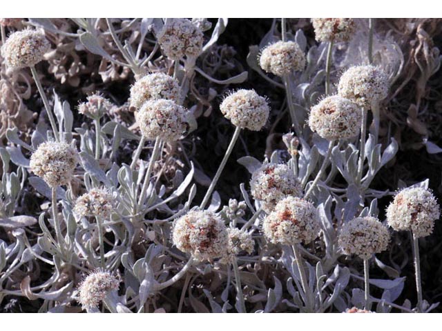 Eriogonum pauciflorum (Fewflower buckwheat) #53963