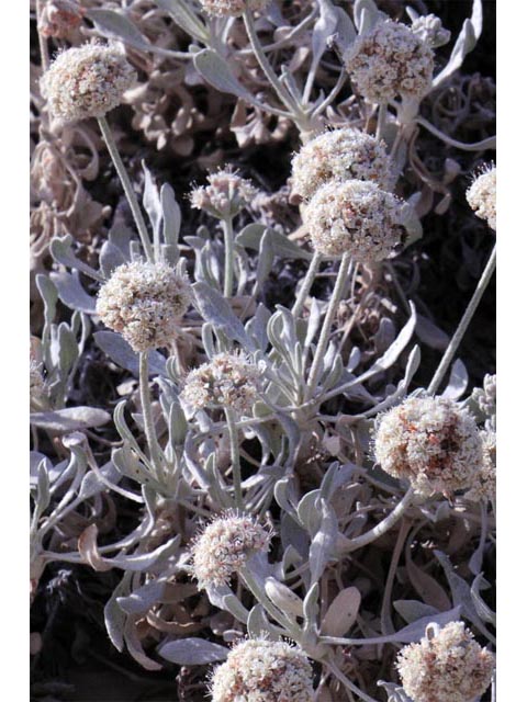 Eriogonum pauciflorum (Fewflower buckwheat) #53965