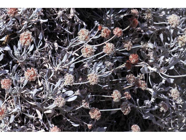 Eriogonum pauciflorum (Fewflower buckwheat) #53966