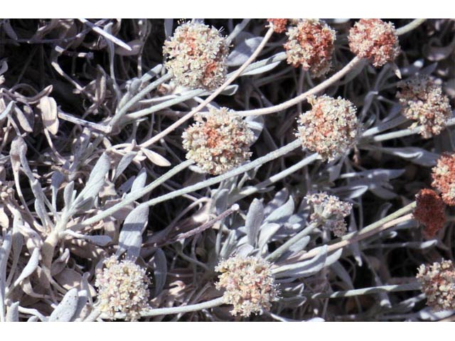 Eriogonum pauciflorum (Fewflower buckwheat) #53967