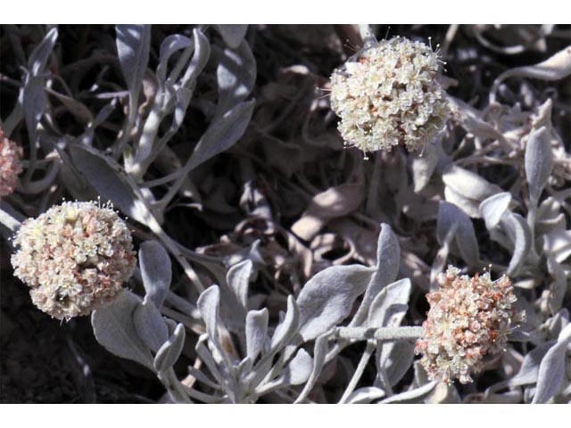 Eriogonum pauciflorum (Fewflower buckwheat) #53969