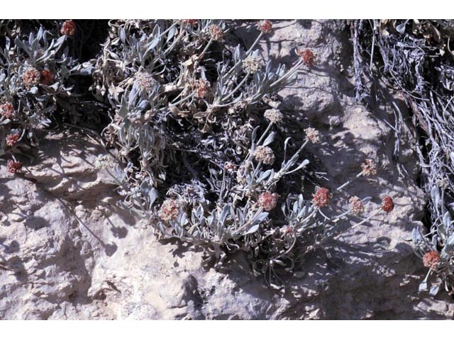 Eriogonum pauciflorum (Fewflower buckwheat) #53970
