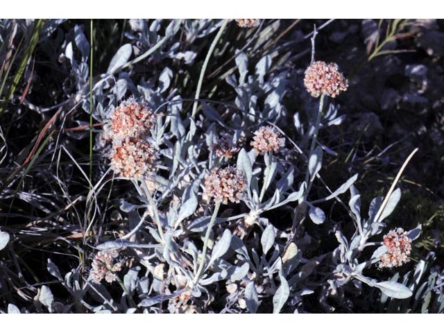 Eriogonum pauciflorum (Fewflower buckwheat) #53972