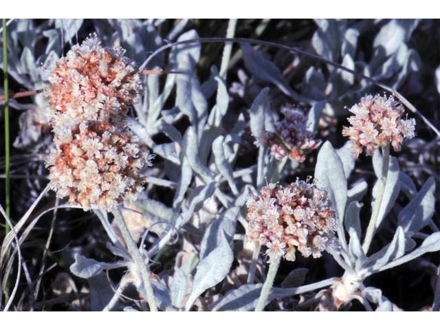 Eriogonum pauciflorum (Fewflower buckwheat) #53973