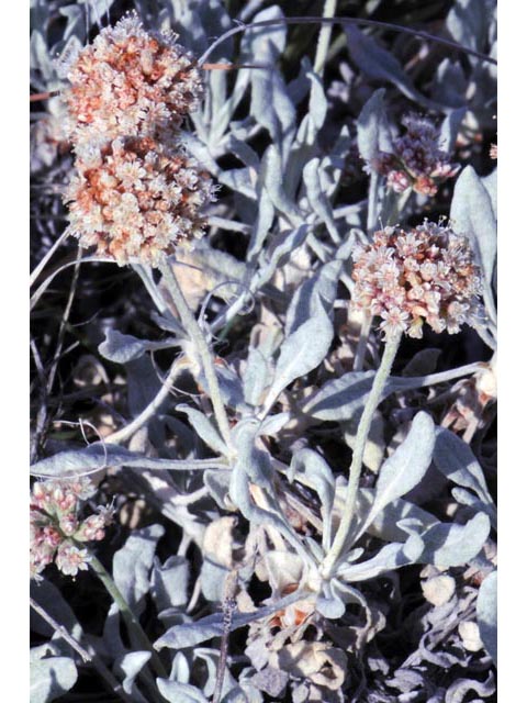 Eriogonum pauciflorum (Fewflower buckwheat) #53974