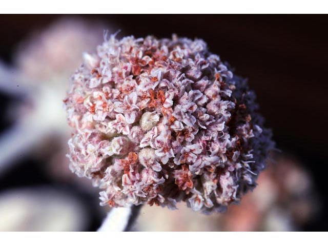Eriogonum pauciflorum (Fewflower buckwheat) #53975