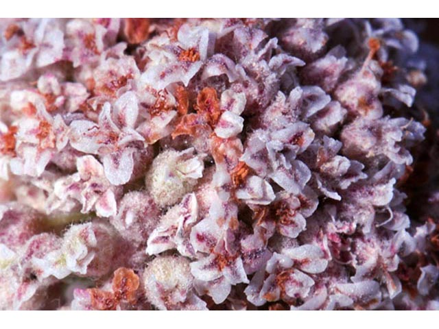 Eriogonum pauciflorum (Fewflower buckwheat) #53976