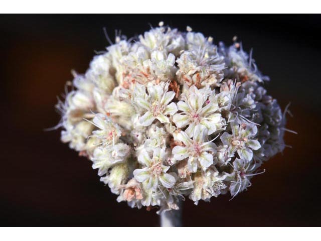 Eriogonum pauciflorum (Fewflower buckwheat) #53977