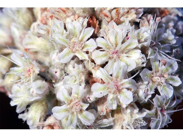 Eriogonum pauciflorum (Fewflower buckwheat) #53978