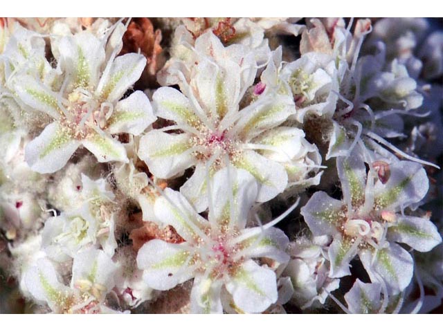 Eriogonum pauciflorum (Fewflower buckwheat) #53979