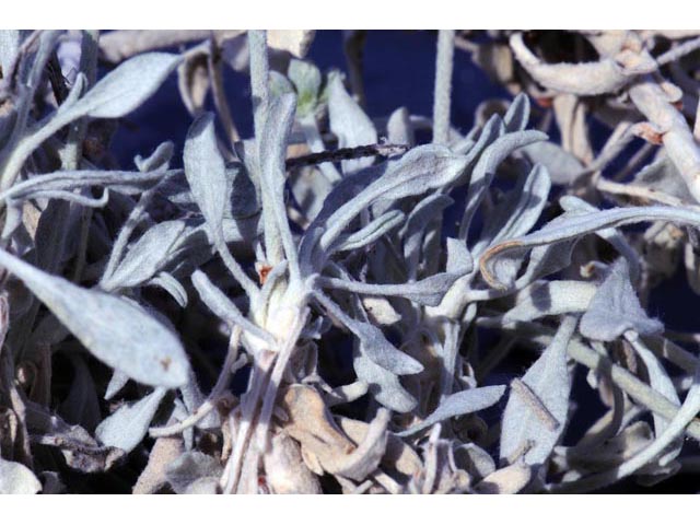 Eriogonum pauciflorum (Fewflower buckwheat) #53980