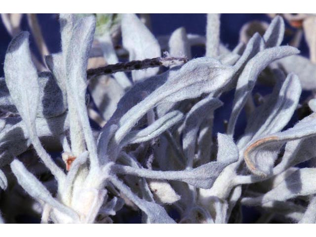 Eriogonum pauciflorum (Fewflower buckwheat) #53981