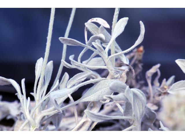 Eriogonum pauciflorum (Fewflower buckwheat) #53982