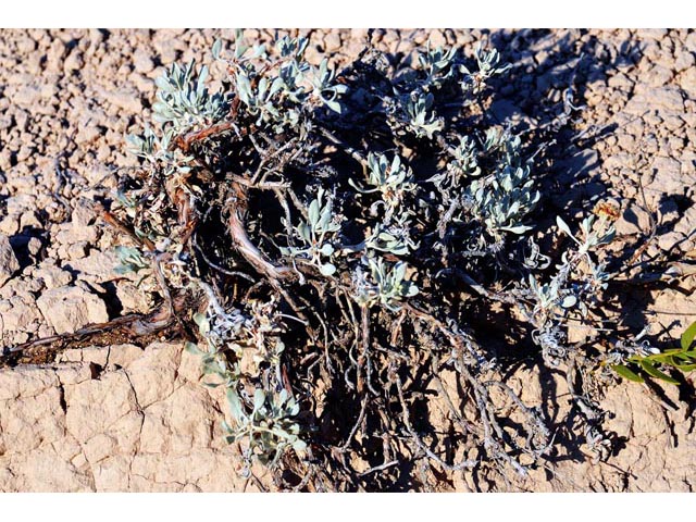 Eriogonum pauciflorum (Fewflower buckwheat) #53986
