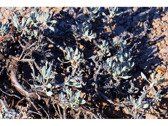 Eriogonum pauciflorum (Fewflower buckwheat) #53987