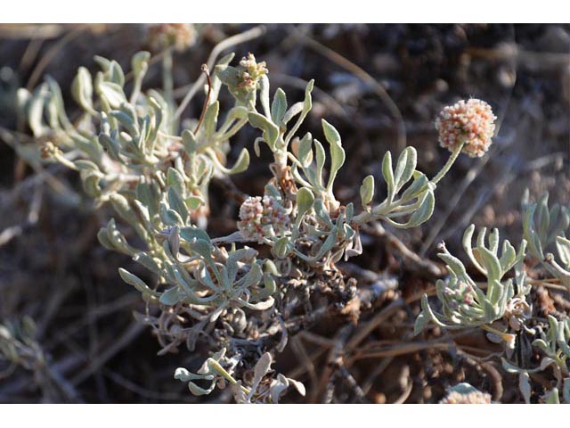 Eriogonum pauciflorum (Fewflower buckwheat) #53988