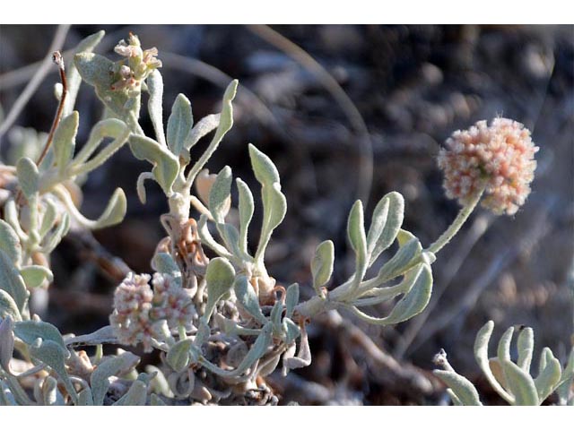 Eriogonum pauciflorum (Fewflower buckwheat) #53989