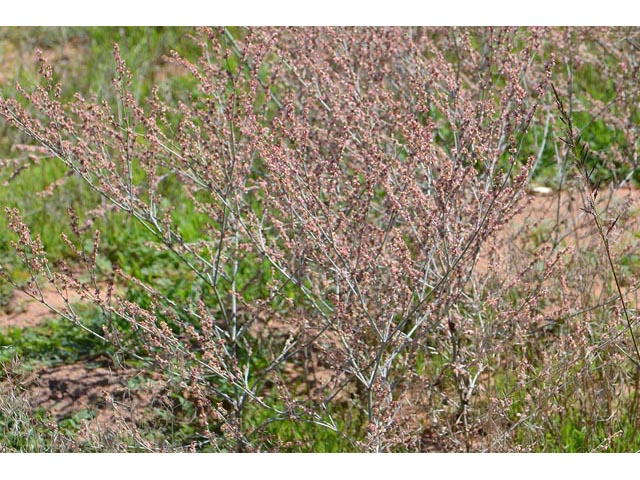 Eriogonum polycladon (Sorrel buckwheat) #54015