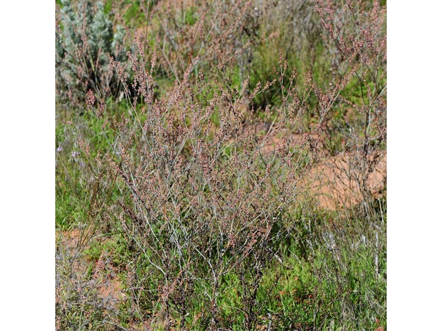 Eriogonum polycladon (Sorrel buckwheat) #54017