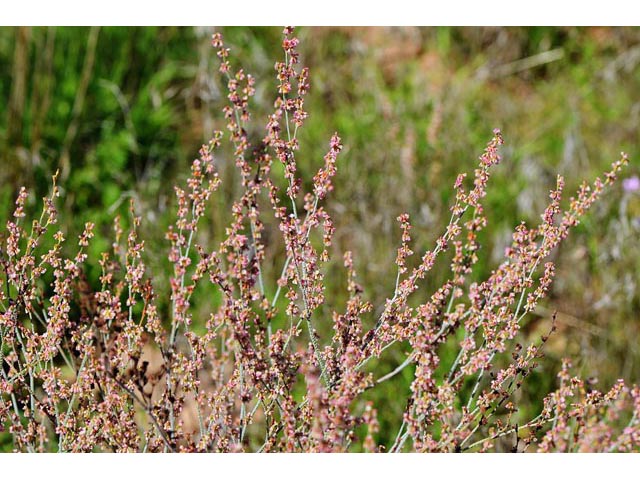 Eriogonum polycladon (Sorrel buckwheat) #54020
