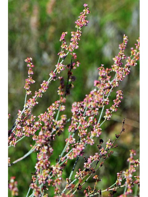 Eriogonum polycladon (Sorrel buckwheat) #54022