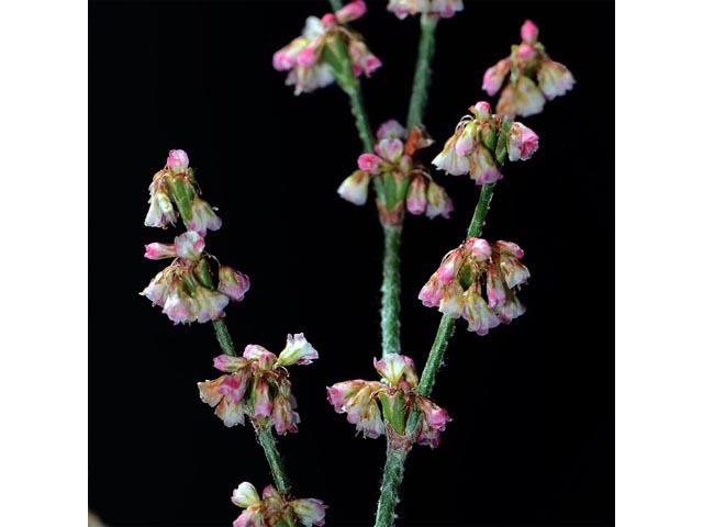 Eriogonum polycladon (Sorrel buckwheat) #54025