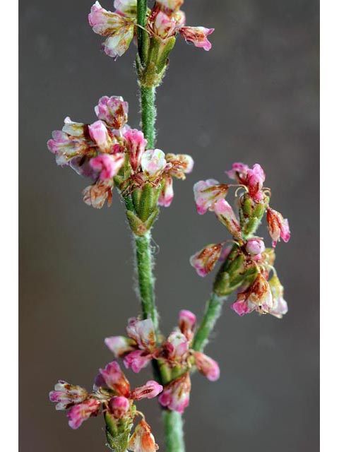 Eriogonum polycladon (Sorrel buckwheat) #54026