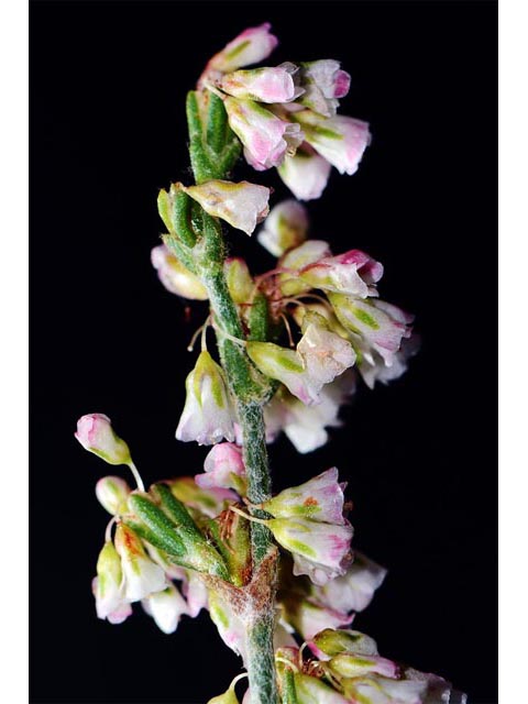 Eriogonum polycladon (Sorrel buckwheat) #54032