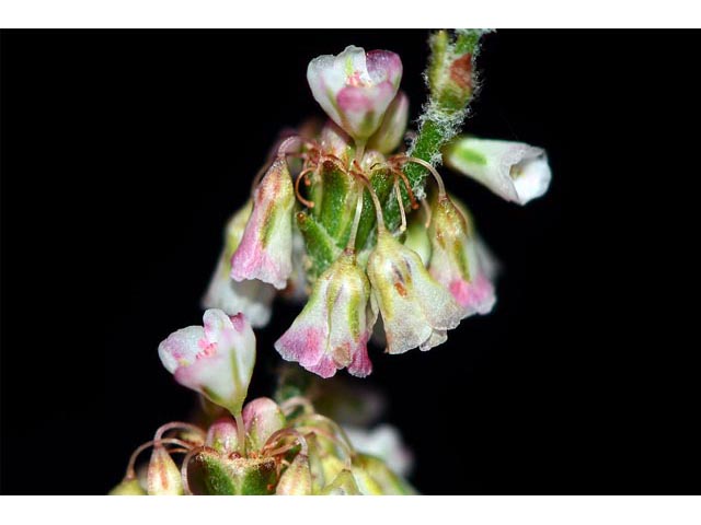 Eriogonum polycladon (Sorrel buckwheat) #54035