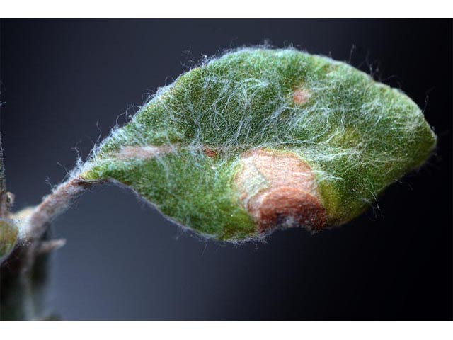 Eriogonum polycladon (Sorrel buckwheat) #54036