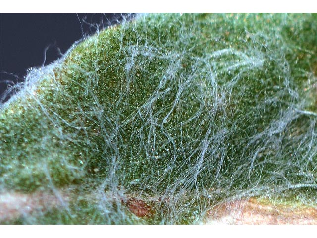 Eriogonum polycladon (Sorrel buckwheat) #54037