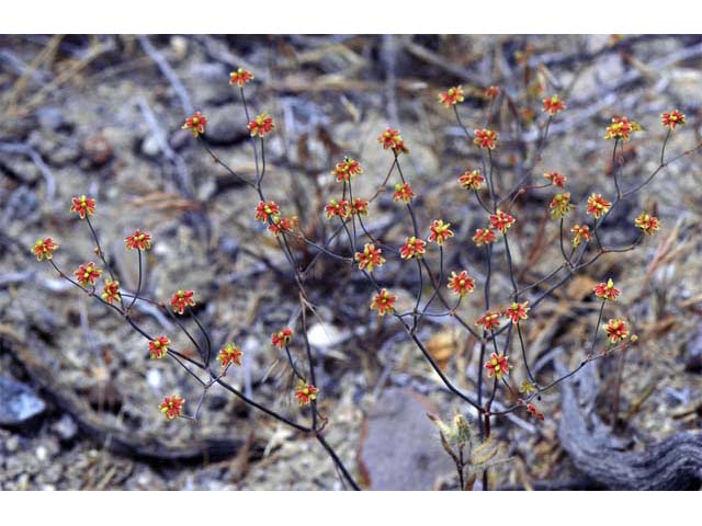 Eriogonum pusillum (Yellowturbans) #54197