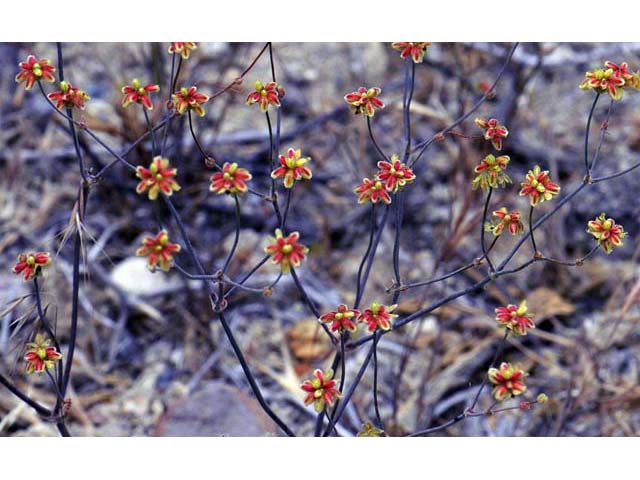 Eriogonum pusillum (Yellowturbans) #54199