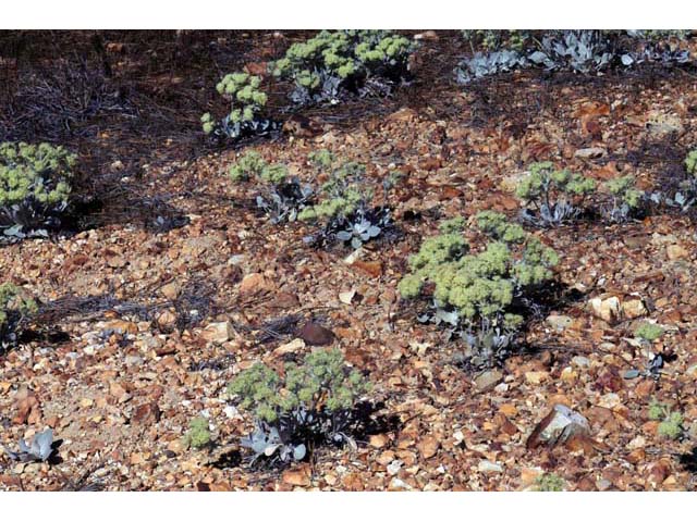 Eriogonum robustum (Granite buckwheat) #54204
