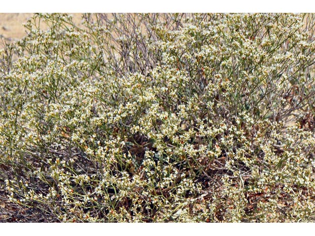 Eriogonum lonchophyllum (Spearleaf buckwheat) #54216