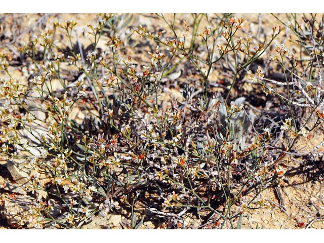 Eriogonum lonchophyllum (Spearleaf buckwheat) #54223