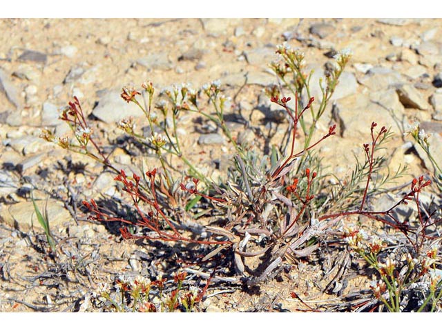 Eriogonum lonchophyllum (Spearleaf buckwheat) #54224