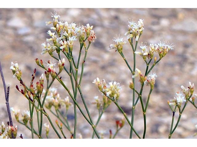 Eriogonum lonchophyllum (Spearleaf buckwheat) #54228