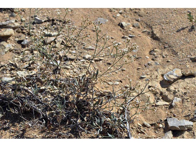 Eriogonum lonchophyllum (Spearleaf buckwheat) #54229
